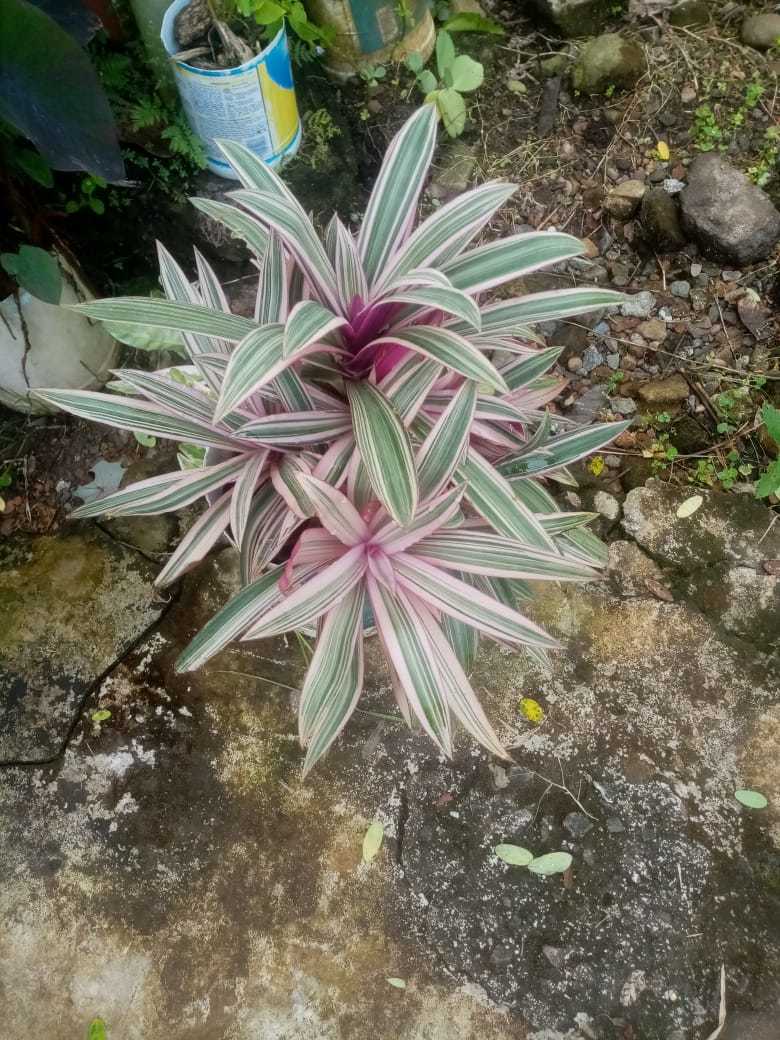 Tradescantia spathacea 'Discolor'